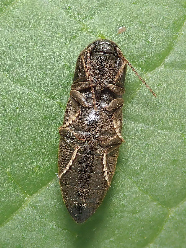 Elateridae: Agriotes obscurus? S.